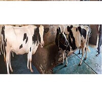 Singla Dairy Farm Contact Details, Main Office Number, Email ID